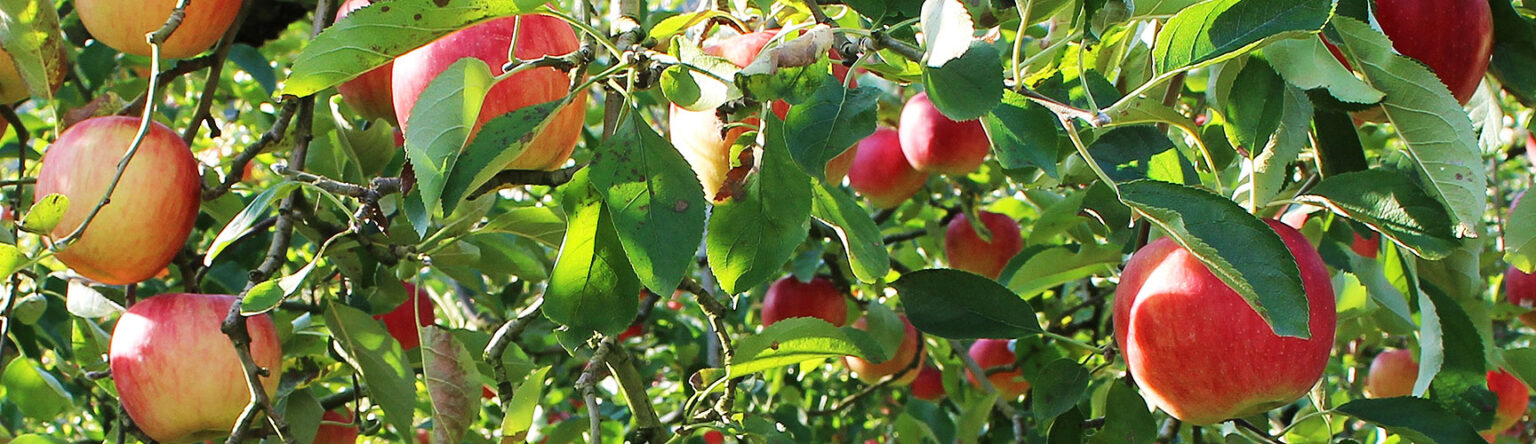 Obstgehölze Fischer's Baum und Rosenschulen